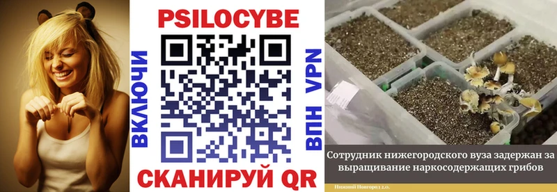 Купить где  Касли  Псилоцибиновые грибы Magic Shrooms 